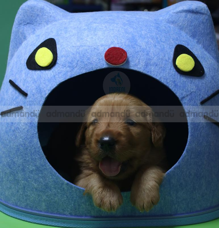 Golden Retriever Male puppy in Kathmandu 