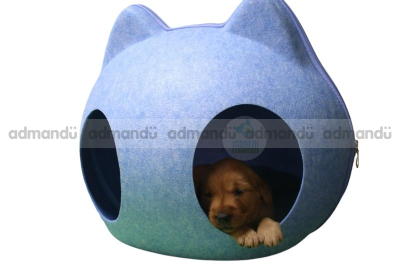 Golden Retriever Male puppy in Kathmandu 