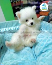 Japanese spitz Puppies in Nepal