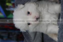 PURE BREED snow White Japanese Spitz puppies
