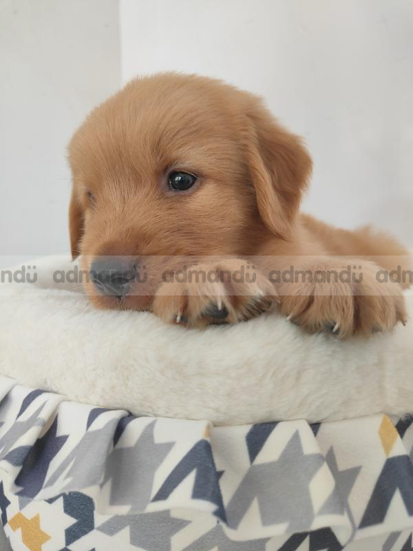 Dashain offer , Golden retriever female 