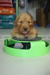 Dashain offer , Golden retriever female 