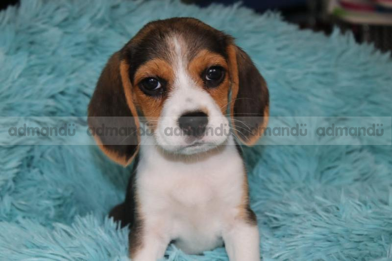 Pure Breed Beagle Puppies Available at Indreni Pet Zone