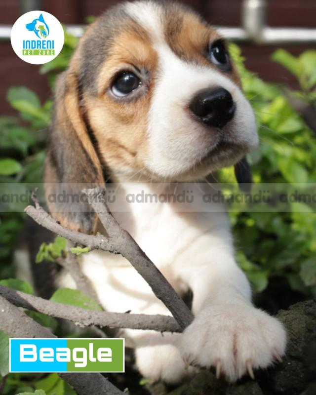 Pure Breed Beagle Puppies Available at Indreni Pet Zone