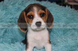 Pure Breed Beagle Puppies Available at Indreni Pet Zone