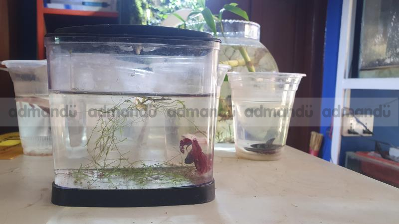 Betta House Mini Aquarium