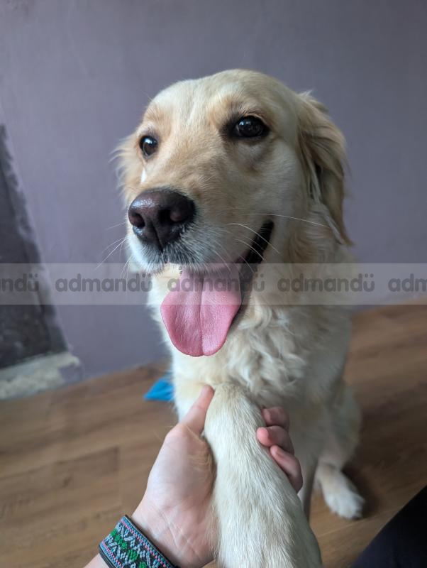 3 year old golden retreiver