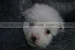 Cute Japanese spitz puppies waiting for New home 