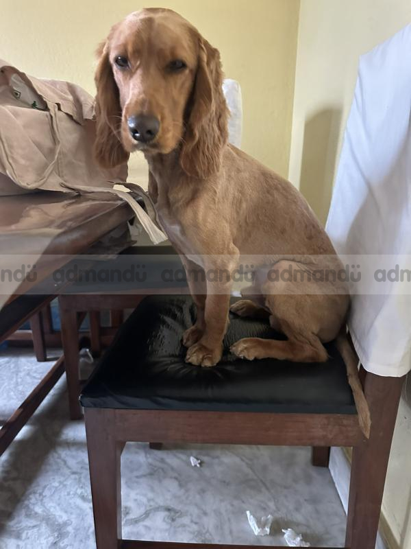 Cocker Spaniel for Sale (1 year old)