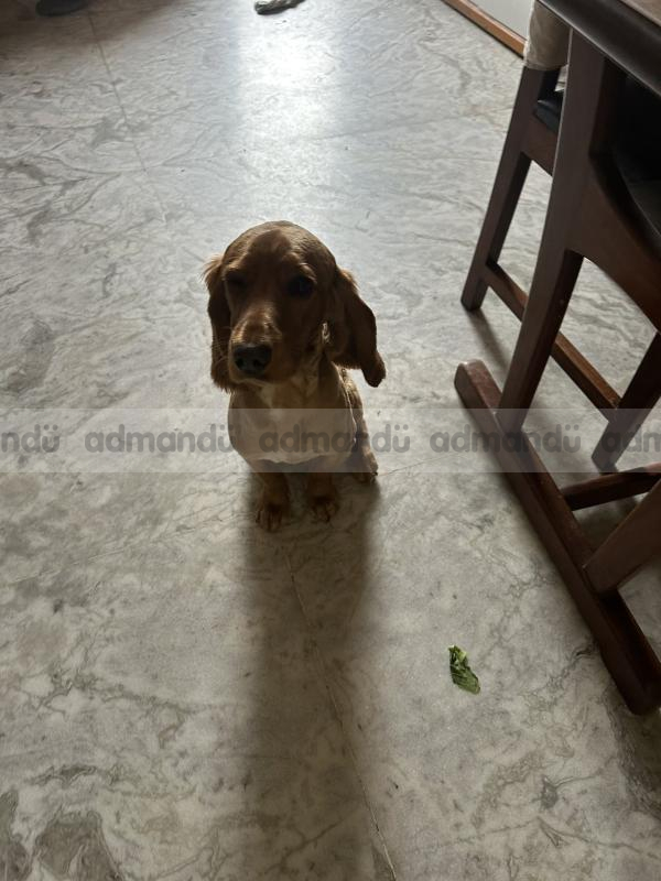 Cocker Spaniel for Sale (1 year old)