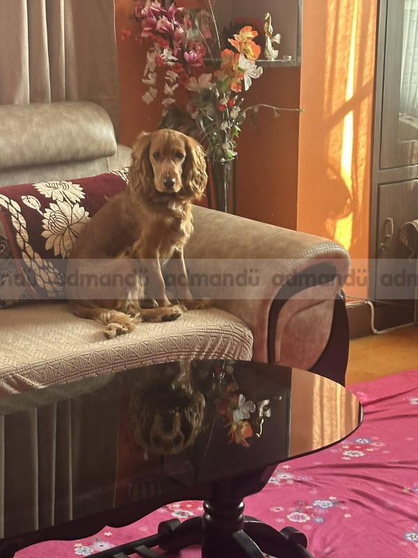 Cocker Spaniel for Sale (1 year old)