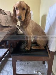 Cocker Spaniel for Sale (1 year old)