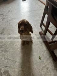 Cocker Spaniel for Sale (1 year old)