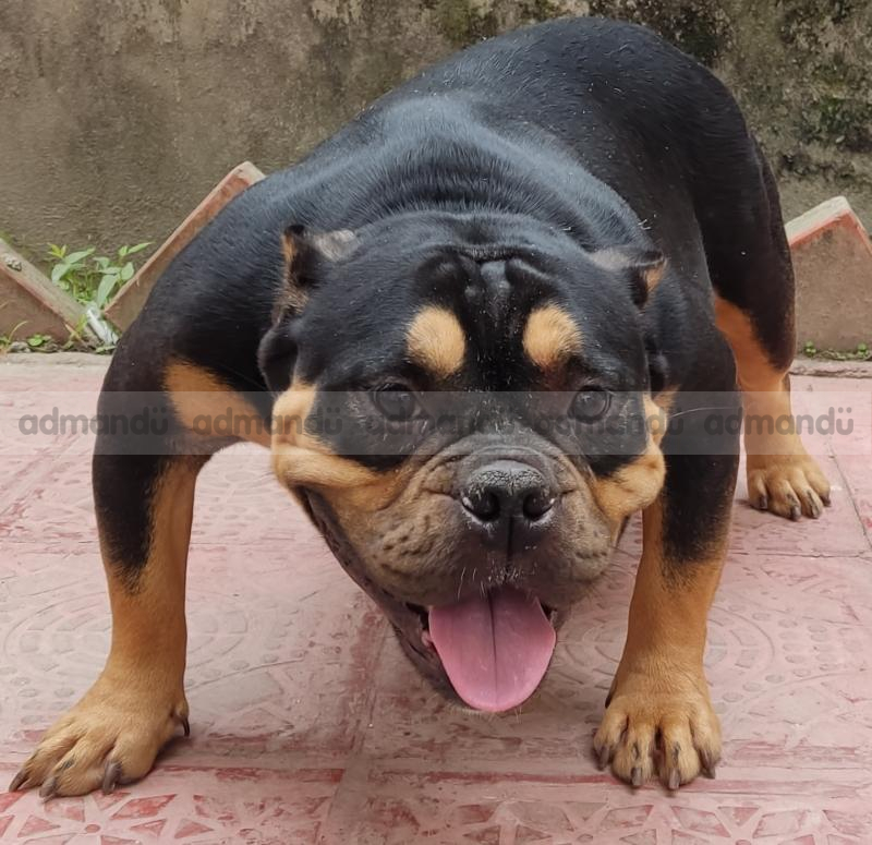 Exotic Bully Male Pup on Sale 