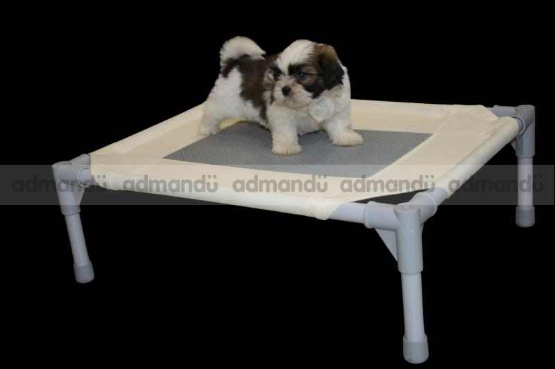 Pure Breed Shih-Tzu puppies in kathmandu 