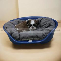 Pure Breed Shih-Tzu puppies in kathmandu 