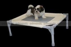 Pure Breed Shih-Tzu puppies in kathmandu 
