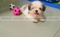Pure breed Lhasa Apso in Nepal