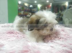 Pure breed Lhasa Apso in Nepal