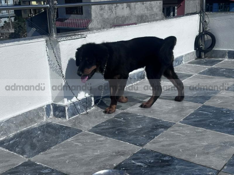 Tibetian mastiff (Bhote kukur) on sale