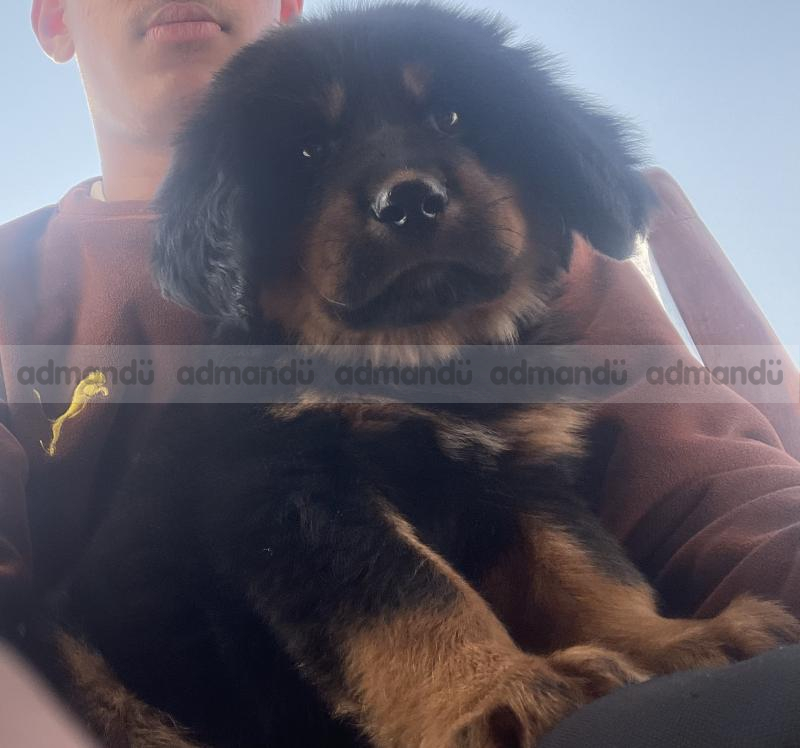Tibetian mastiff (Bhote kukur) on sale