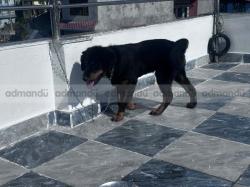Tibetian mastiff (Bhote kukur) on sale