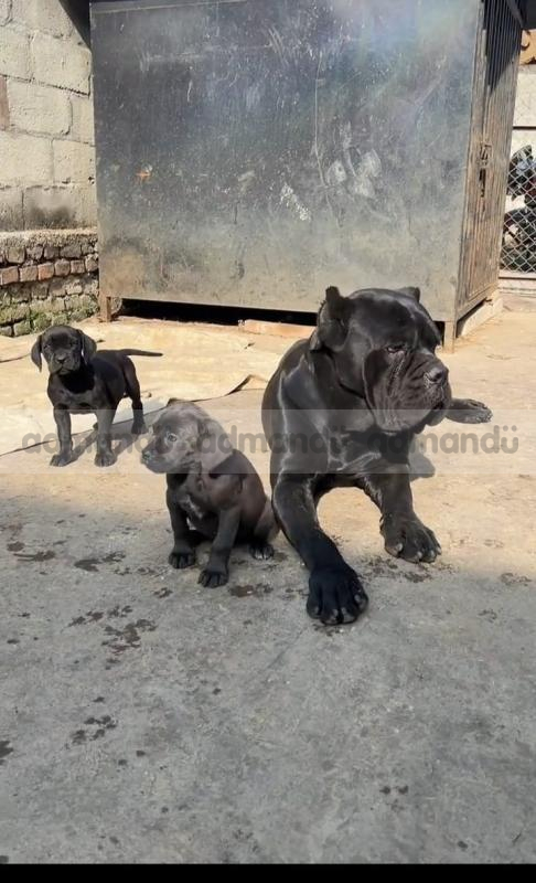 Cane Corso 