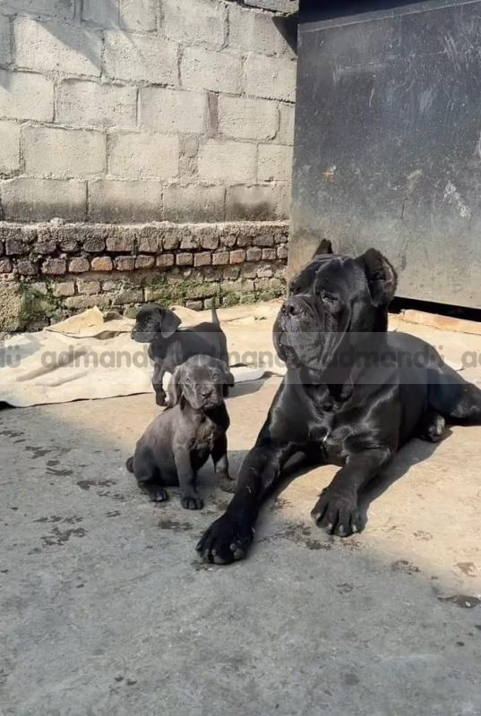 Cane Corso 