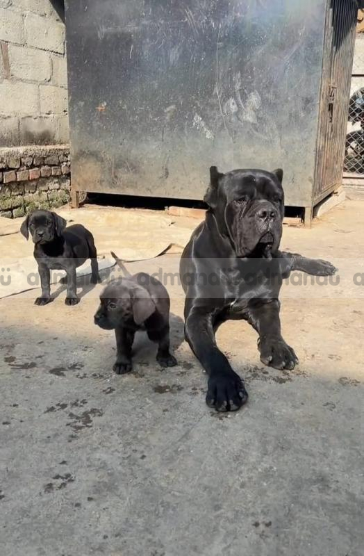 Cane Corso 