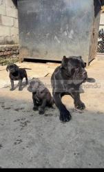 Cane Corso 