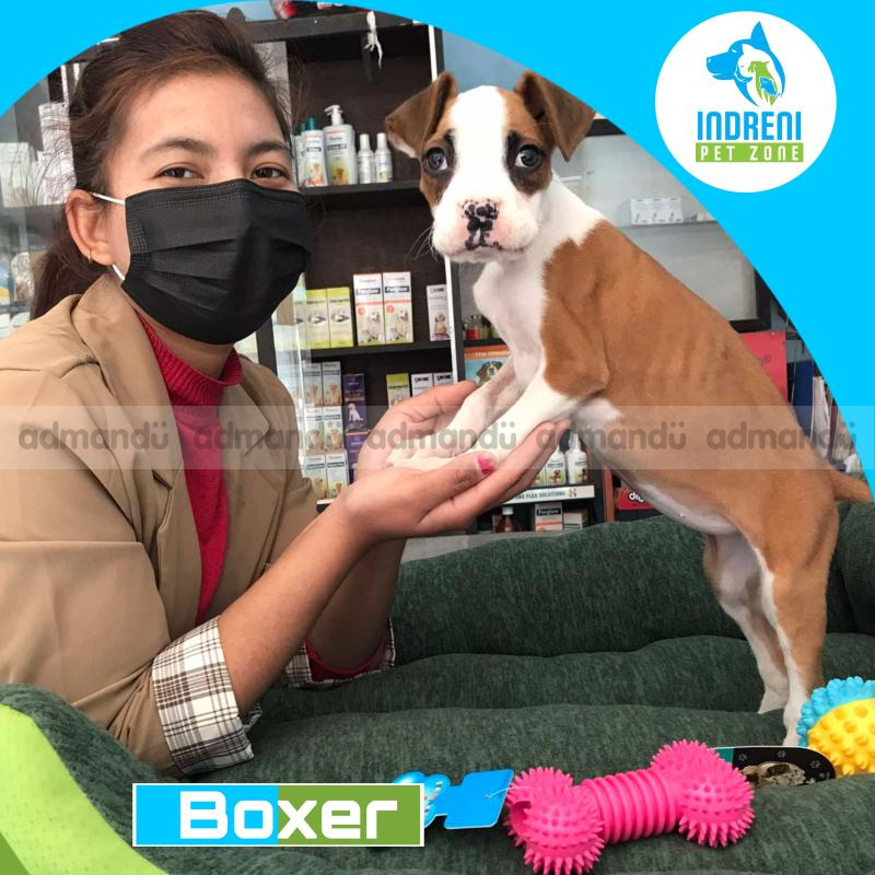 Boxer female puppy in Nepal