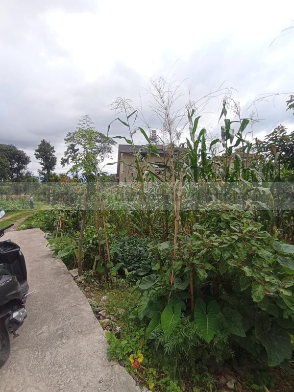 Land On Sale At Budhanilkantha