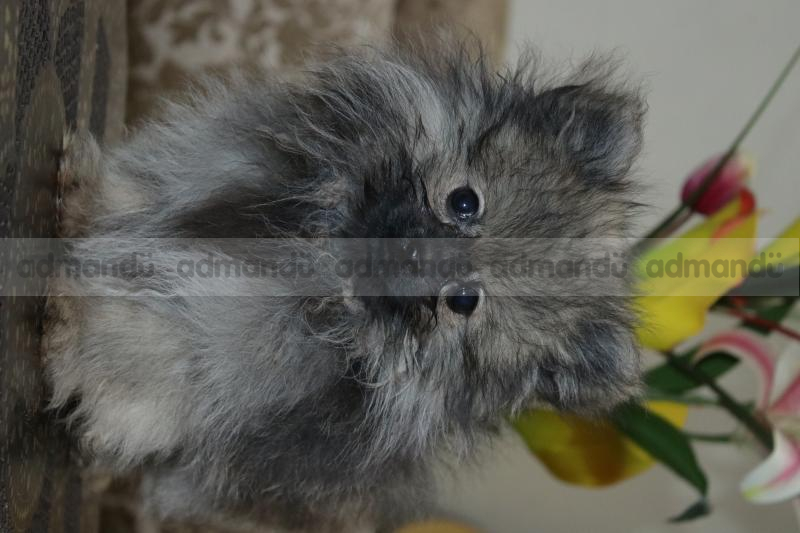 Exotic Toy Pomeranian pups waiting for New home 