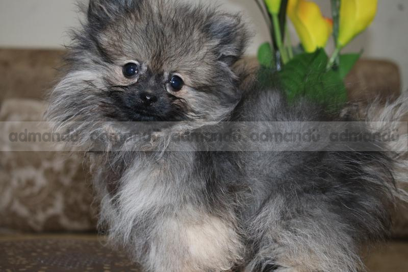 Exotic Toy Pomeranian pups waiting for New home 